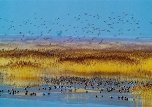 我們默默守候，只為你按時(shí)歸來(lái) 宗保東灘鳥(niǎo)類(lèi)保護區項目側記