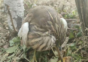 宗保公司員工救助一只受傷的國家一級保護動(dòng)物池鷺